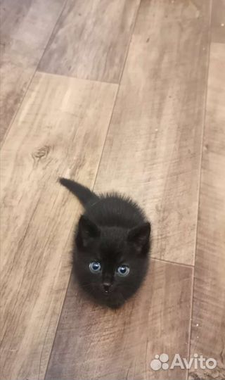 Черный котенок в добрые руки