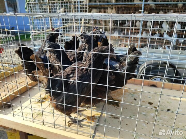 Куры Ухейлюй и Петухи