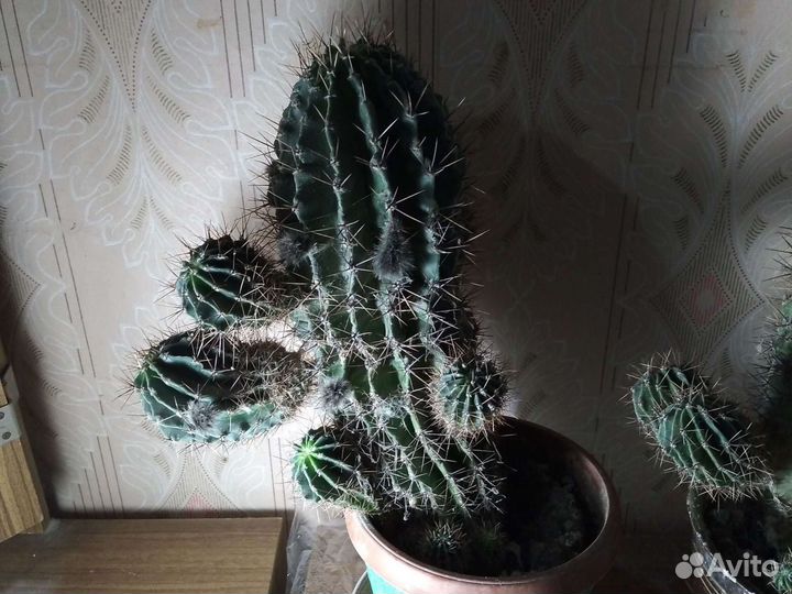 Кактусы цветущие