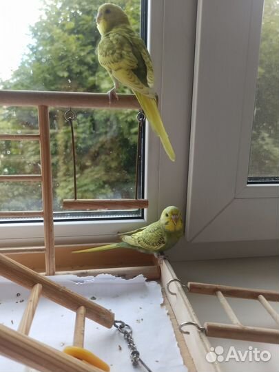 Птенцы волнистых попугайчиков