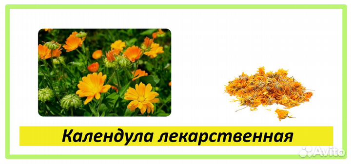 Целебные травы в каждый дом