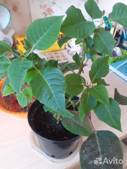 Лудизия, пуатсентия, молочай