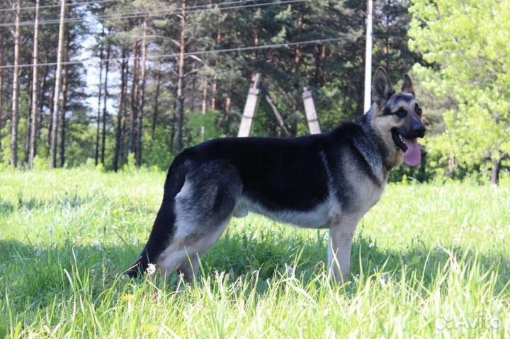 Собака Восточно- Европейская овчарка