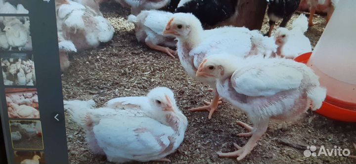 Куры молодки