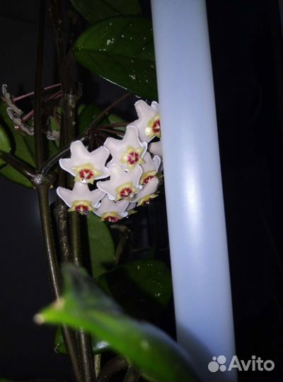 Хойя отростки