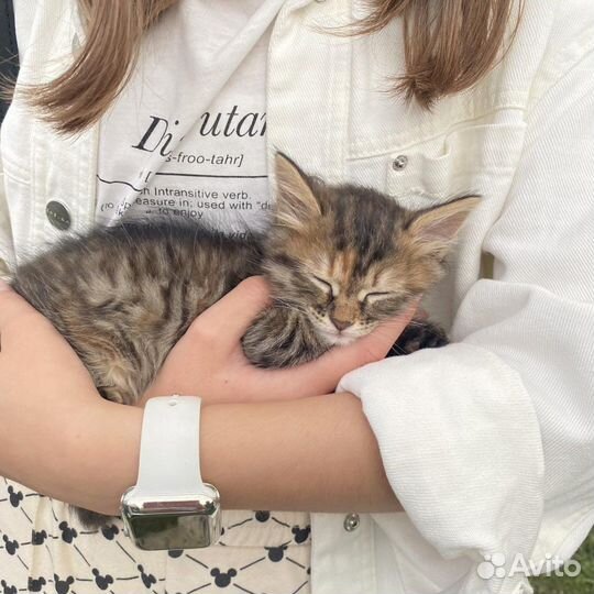 Котята Мейн-кун помесь