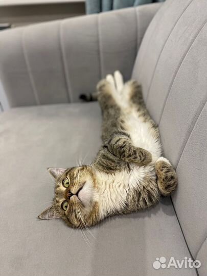 Котёнок Обнимашка Венечка, ищет семью