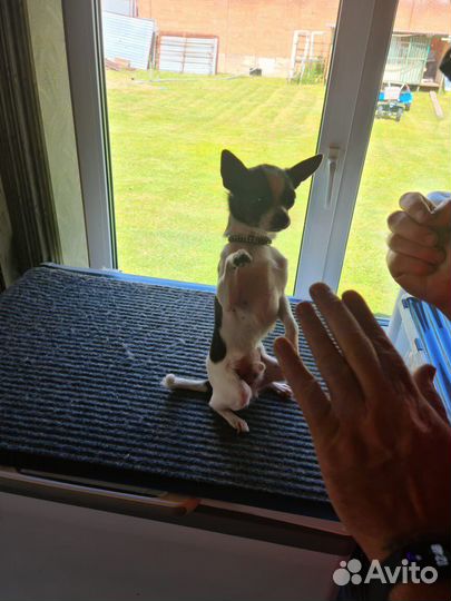 Дрессированные сабачки, мальчишки чишки