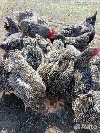 Цыплята Плимутрок Полосатый