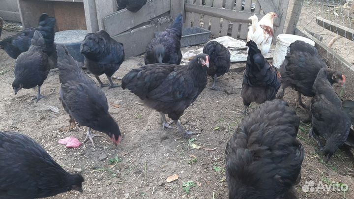 Курочки молодки несушки,есть брамма,кохинхины