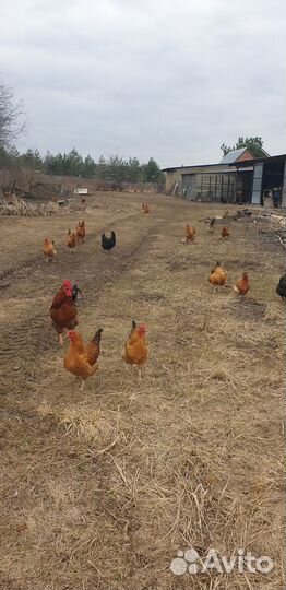 Инкубационное яйцо Кучинской породы