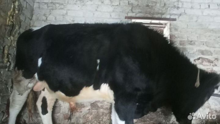 Бык на мясо