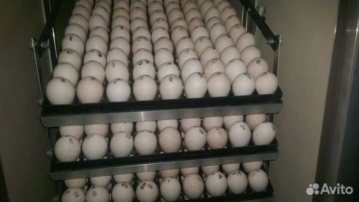 Фермерский профиссиональный инкубатор