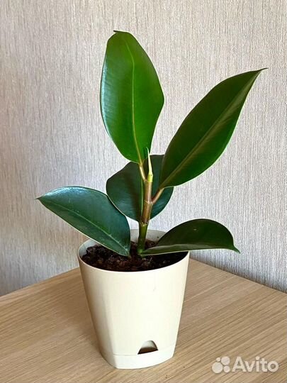 Фикус в кашпо