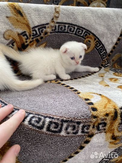 Шотландские котята