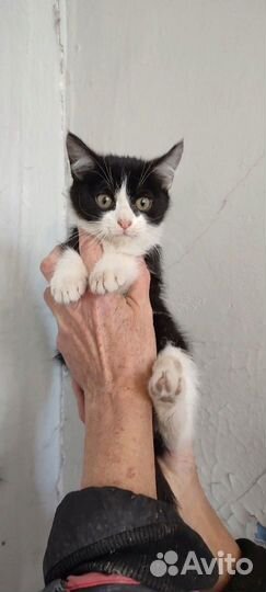 Котенок девочка в добрые руки