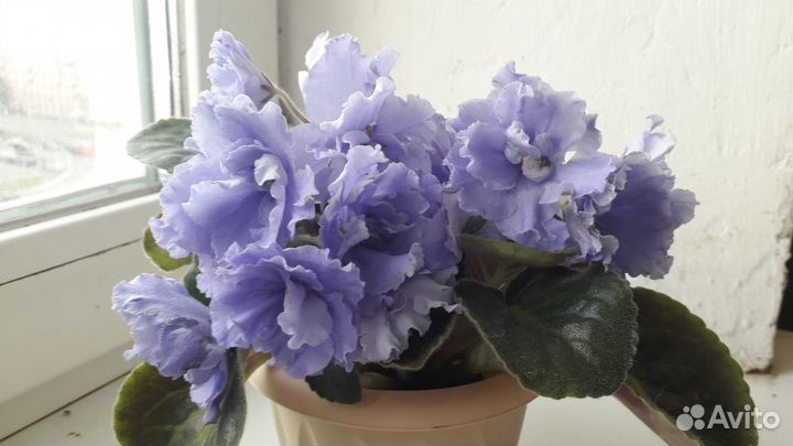 Фиалка комнатные цветы подарок