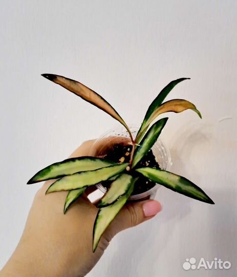 Хойи и дисхидии