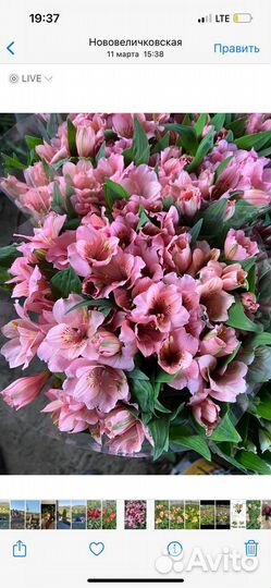 Астрамерия