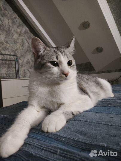 Отдам кота в добрые руки