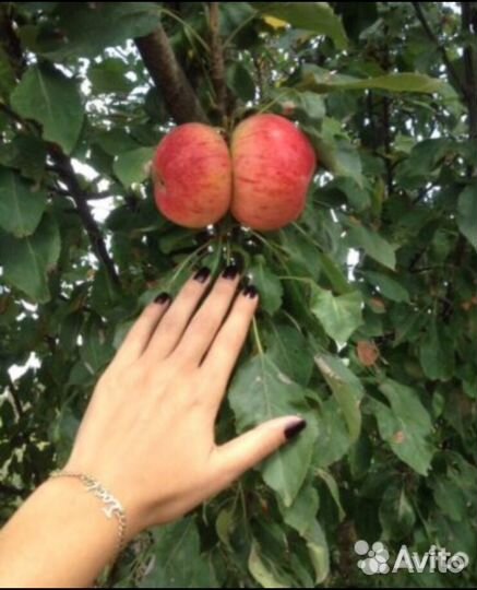 Колоновидные яблони