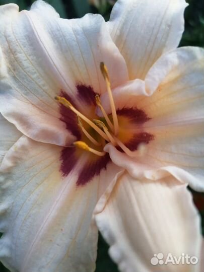 Цветы лилейники