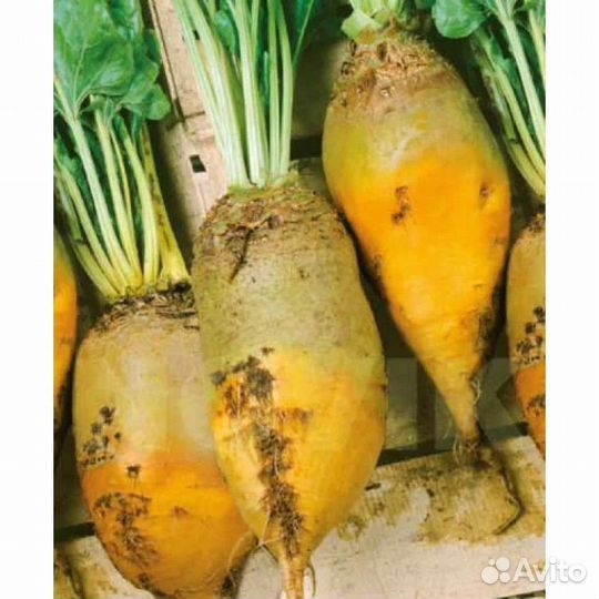 Свекла кормовая