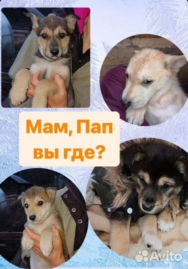 Щенки тоже хотят домой