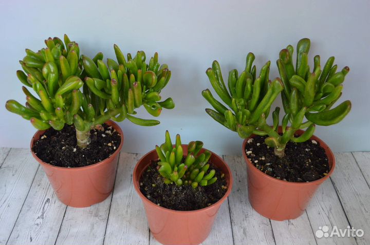 Крассула, толстянка, денежное дерево