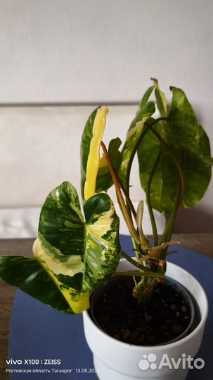 Филодендрон бурле макс вариегатный