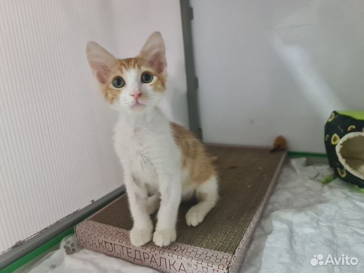 Котёнок Барон в добрые руки