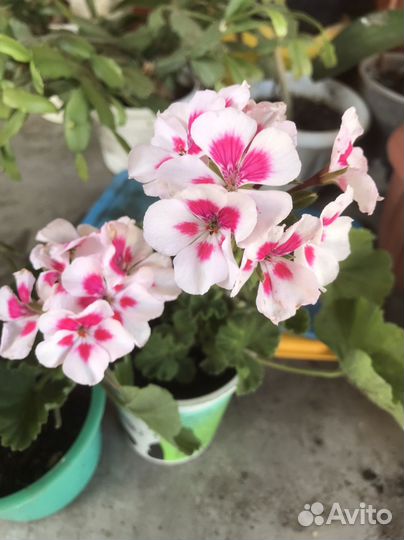 Пеларгония