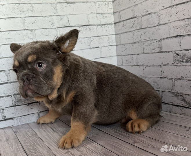 Французский бульдог флаффи девочка