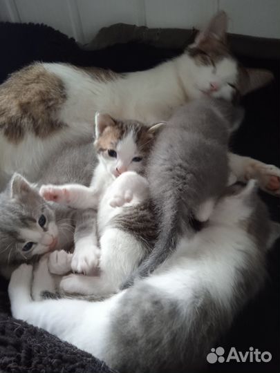 Котята в добрые руки