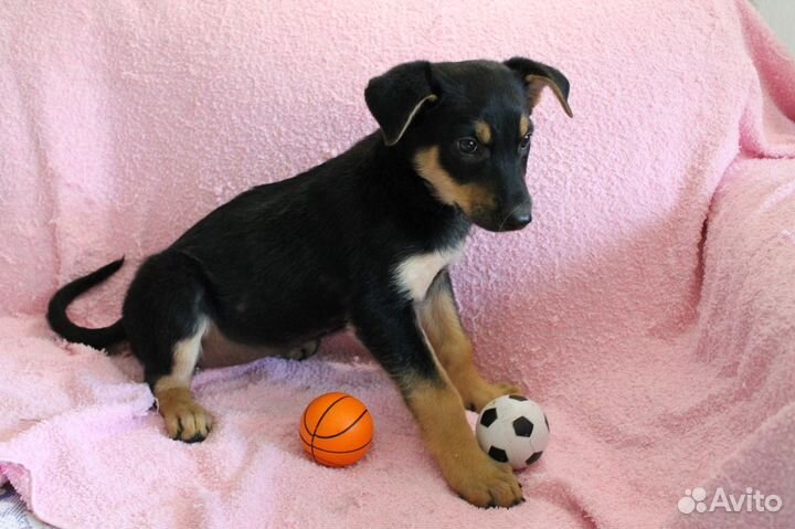 Щенок девочка в добрые руки