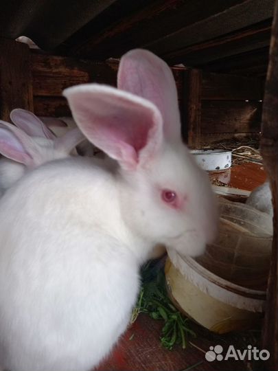 Крольчата белые