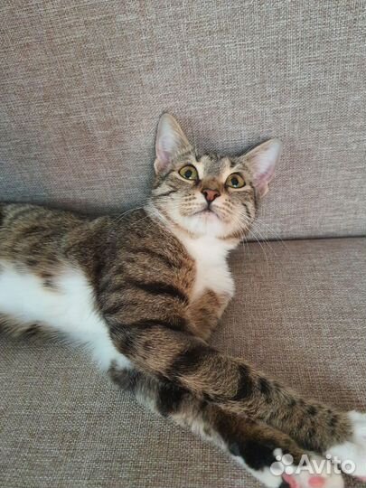 Кошка добрые руки