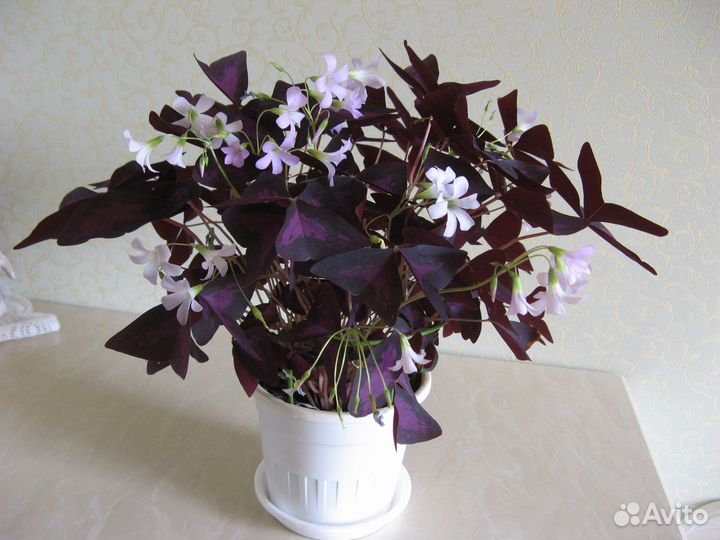 Отросток-розетка домашнего цветка кислица/оксалис