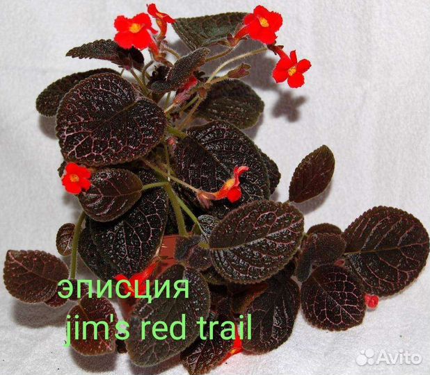 Эписция. Много сортов