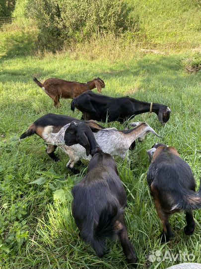 Козочки и козлики нубийские