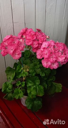 Пеларгония герань юв Королеский Шиповник дорост