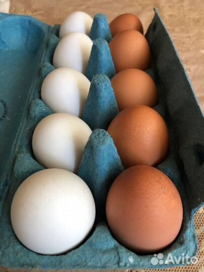 Домашние куриные яйца