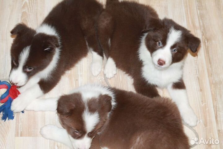 Бордер колли