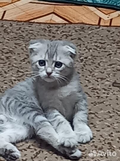 Семпатулька котик
