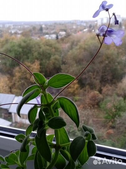 Комнатные цветы