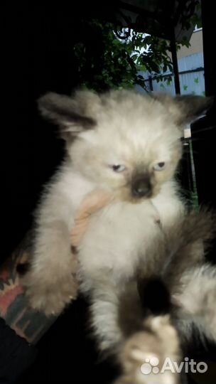 Котята в добрые руки бесплатно