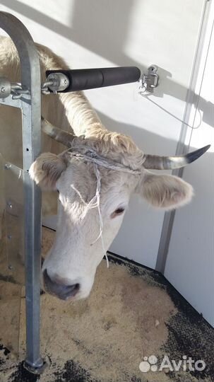 Перевозка лошадей, Перевозка коров, коз, овец