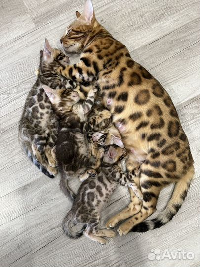 Бенгалькие котята