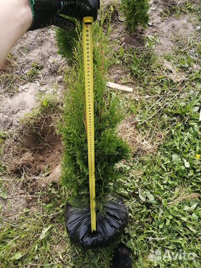 Туя западная смарагд