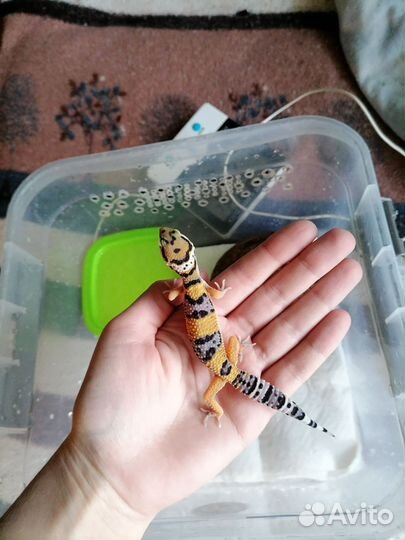 Самец эублефар нормал гет Ба